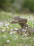 Western Diamondback Rattlesnake Poised to Strike  Texas  USA