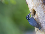Red-Breasted Nuthatch (Sitta Canadensis) at Backyard Nest Hole  Insects in Bill  Washington  USA