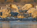 Sandhill Crane in Flight   New Mexico  USA