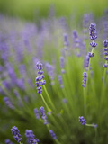 Lavender Plants  Washington  USA