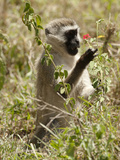 Vervet Monkey  Ngorongoro Crater  Tanzania