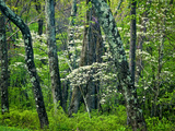 Hazel Mountain Overlook  Virginia  USA