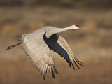 Sandhill Crane in Flight   New Mexico  USA