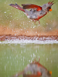 Pyrrhuloxia  Texas  USA