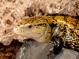 Irian Jaya Blue Tongue Skink  Tiliqua Scincoides  Native to Irian Jaya