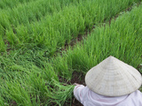 Farmers with Conical Hat Harvesting Green Onions  Vietnam