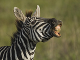 Zebra  Ngorongoro Crater  Serengeti National Park  Tanzania