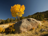 Rocky Mountain National Park Aspen  Colorado  USA