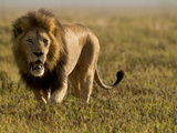 Lion  Ngorongoro Crater  Serengeti National Park  Tanzania