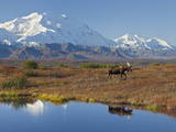 Mt Mckinley  Denali National Park  Alaska  USA