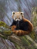 Red Panda (Ailurus Fulgens)  Himalayas