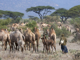 Camels on the Plain  Samburu National Reserve  Kenya