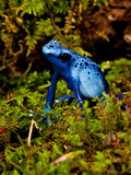 Azure Dart Frog Dendrobates Azureus Native to Northern South America