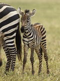 Zebra  Ngorongoro Crater  Serengeti National Park  Tanzania