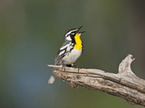 Yellow-Throated Warbler Singing  Texas  USA