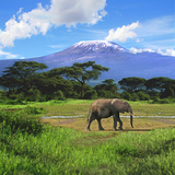 A Lone African Elephant (Loxodonta Africana) by Mt Kilimanjaro  Amboseli Nat'l Park  Kenya