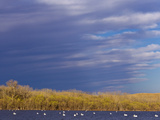 White Pelicans on Calamus Reservoir in Loup County  Nebraska  USA