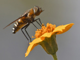 Fly on Flower  Edinburg  Texas  USA