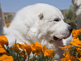 Great Pyrenees Lying in a Field of Wild Poppy Flowers at Antelope Valley in California  USA