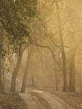 Early Morning Fog  Bandhavgarh National Park  India