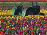 Tractor in the Tulip Field  Tulip Festival  Woodburn  Oregon  USA