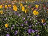 Wildflowers  Texas  USA