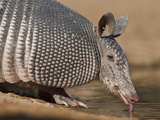 Nine-Banded Armadillo  Texas  USA
