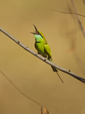 Green Bee-Eater  Madhya Pradesh  Kanha National Park  India