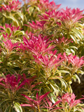 Pieris Forest Flame  England