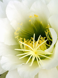 Night Blooming Cereus  Tucson  Arizona  USA
