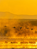 Sandhill Cranes  Bosque Del Apache National Wildlife Refuge  New Mexico  USA