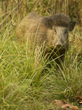 Indian Wild Boar  Madhya Pradesh  Kanha National Park  India