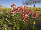 Wildflowers  Texas  USA