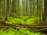 Forest Floor  Humboldt Redwood National Park  California  USA