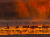 Sandhill Cranes  Bosque Del Apache National Wildlife Refuge  New Mexico  USA