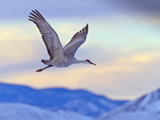 Sandhill Cranes  Bosque Del Apache National Wildlife Refuge  New Mexico  USA
