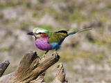 Lilac Breasted Roller (Coracias Caudata)  Kruger National Park  South Africa