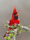 Northern Cardinal  Texas  USA
