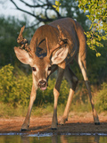 White-Tailed Deer  Texas  USA