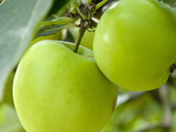 Two Cooking Apples on Tree  England