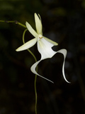 Ghost Orchid in Bloom  Polyrrhiza Lindenii  Florida  USA
