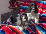 Two Cocker Spaniels Together on a Mexican Blanket  New Mexico  USA