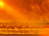 Sandhill Cranes  Bosque Del Apache National Wildlife Refuge  New Mexico  USA