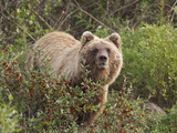 Grizzly Bear  Arctic National Park and Preserve  Alaska  USA