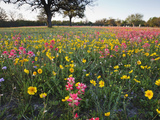 Wildflowers  Texas  USA
