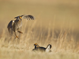 Male Prairie Chickens at Lek in Loup County  Nebraska  USA