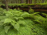 Forest Floor  Humboldt Redwood National Park  California  USA