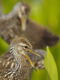 A Family of Limpkin Chicks  Aramus Guarana  Viera Wetlands  Florida  USA
