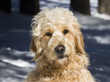 Portrait of a Goldendoodle Sitting in the Snow  New Mexico  USA