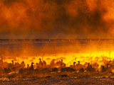 Snow Geese  Bosque Del Apache National Wildlife Refuge  New Mexico  USA